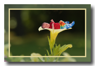 newborn portrait,