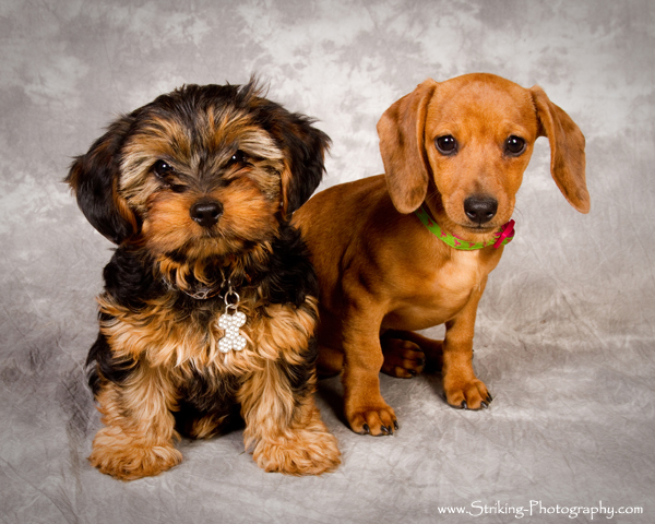 Puppy Portraits longmont boulder colorado